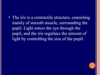 • The iris is a contractile structure, consisting
mainly of smooth muscle, surrounding the
pupil. Light enters the eye through the
pupil, and the iris regulates the amount of
light by controlling the size of the pupil.
 