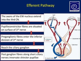 Efferent Pathway
The axons of the EW nucleus extend
into the IIIrd CN.
5/20/2021 12
Pupilloconstricitor fibres are situated
on surface of 3rd nerve
Preganglionic fibres enter the inferior
division of 3rd nerve
Reach the ciliary ganglion
Post ganglion fibres along short ciliary
nerves innervate shincter pupillae
 