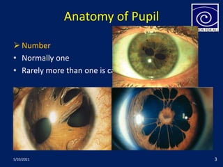 Anatomy of Pupil
 Number
• Normally one
• Rarely more than one is called polycoria
5/20/2021 3
 