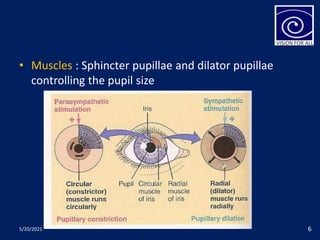 • Muscles : Sphincter pupillae and dilator pupillae
controlling the pupil size
5/20/2021 6
 