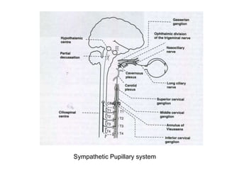 Sympathetic Pupillary system
 