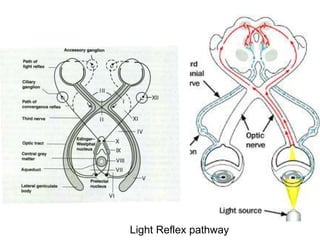 Light Reflex pathway
 