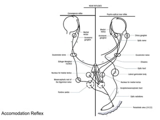 Accomodation Reflex
 