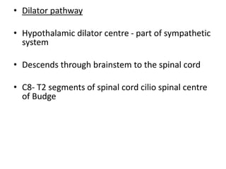 • Dilator pathway
• Hypothalamic dilator centre - part of sympathetic
system
• Descends through brainstem to the spinal cord
• C8- T2 segments of spinal cord cilio spinal centre
of Budge
 