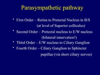 Parasympathetic pathway
• First Order – Retina to Pretectal Nucleus in B/S
(at level of Superior colliculus)
Second Order – Pretectal nucleus to E/W nucleus
(bilateral innervation!)
Third Order – E/W nucleus to Ciliary Ganglion
Fourth Order – Ciliary Ganglion to Sphincter
pupillae (via short ciliary nerves)
•
•
•
 