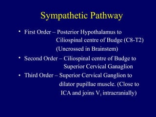Sympathetic Pathway
• First Order – Posterior Hypothalamus to
Ciliospinal centre of Budge (C8-T2)
(Uncrossed in Brainstem)
Second Order – Ciliospinal centre of Budge to
Superior Cervical Ganaglion
Third Order – Superior Cervical Ganglion to
dilator pupillae muscle. (Close to
ICA and joins V1 intracranially)
•
•
 