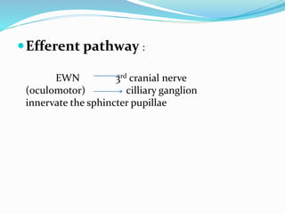 Efferent pathway :
EWN 3rd cranial nerve
(oculomotor) cilliary ganglion
innervate the sphincter pupillae
 