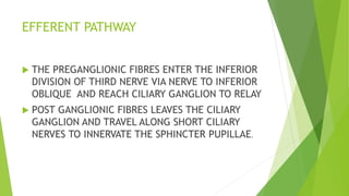 EFFERENT PATHWAY
 THE PREGANGLIONIC FIBRES ENTER THE INFERIOR
DIVISION OF THIRD NERVE VIA NERVE TO INFERIOR
OBLIQUE AND REACH CILIARY GANGLION TO RELAY
 POST GANGLIONIC FIBRES LEAVES THE CILIARY
GANGLION AND TRAVEL ALONG SHORT CILIARY
NERVES TO INNERVATE THE SPHINCTER PUPILLAE.
 