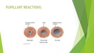 PUPILLARY REACTIONS
 