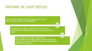 PATHWAY OF LIGHT REFLEX
THE AFFERENT FIBRES EXTEND FROM RETINA TO THE
PRETECTAL NUCLEUS IN THE MIDBRAIN
INTERNUNCIAL FIBRES CONNECT EACH PRETECTAL
NUCLEUS WITH EDINGER WESTPHAL NUCLEUS OF BOTH
SIDES
THE EFFERENT PATHWAY CONSISTS OF
PARASYMPATHETIC FIBRES FROM EDINGER WESTPHAL
NUCLEUS VIA THIRD NERVE TO CILIARY GANGLION AND
SPHINCTER PUPILLAE
 