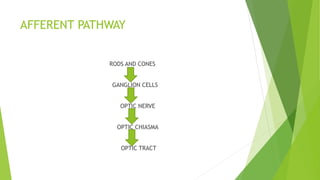 AFFERENT PATHWAY
RODS AND CONES
GANGLION CELLS
OPTIC NERVE
OPTIC CHIASMA
OPTIC TRACT
 