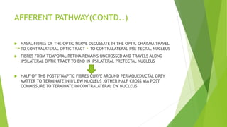 AFFERENT PATHWAY(CONTD..)
 NASAL FIBRES OF THE OPTIC NERVE DECUSSATE IN THE OPTIC CHAISMA TRAVEL
TO CONTRALATERAL OPTIC TRACT TO CONTRALATERAL PRE TECTAL NUCLEUS
 FIBRES FROM TEMPORAL RETINA REMAINS UNCROSSED AND TRAVELS ALONG
IPSILATERAL OPTIC TRACT TO END IN IPSILATERAL PRETECTAL NUCLEUS
 HALF OF THE POSTSYNAPTIC FIBRES CURVE AROUND PERIAQUEDUCTAL GREY
MATTER TO TERMINATE IN I/L EW NUCLEUS ,OTHER HALF CROSS VIA POST
COMMISSURE TO TERMINATE IN CONTRALATERAL EW NUCLEUS
 
