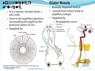 Sphincter
Muscle
 It is a narrow circular band, 1
mm wide
 close to the pupillary aperture,
surrounding the pupil on the
posterior aspect of iris.
 Supplied by
 Parasympathetic nerve
Dilator Muscle
 Radially disposed muscle
 extend from ciliary body to
pupillary margin
 Supplied by
 Sympathetic nerve
12
21/06/2010EC muezash21@gmail.com
 