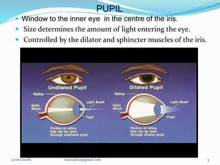 PUPIL
 Window to the inner eye in the centre of the iris.
 Size determines the amount of light entering the eye.
 Controlled by the dilator and sphincter muscles of the iris.
3
21/06/2010EC muezash21@gmail.com
 