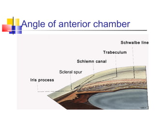 Angle of anterior chamber 
Iris process 
Schlemn canal 
Scleral spur 
Schwalbe line 
Trabeculum 
 
