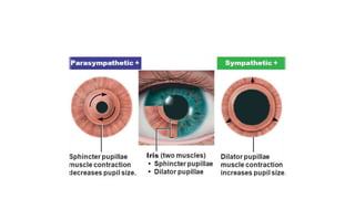 Pupillry Ruff PUPILLARY ABNORMALITIES and pupillary reflexes | PPTX