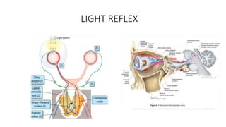 Light Reflex Image PUPILLARY ABNORMALITIES and pupillary reflexes | PPTX