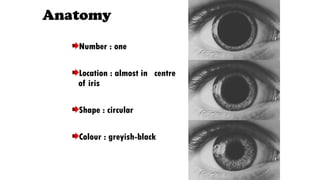 Types of pupillary abnormalities in Ophthalmology.pptx