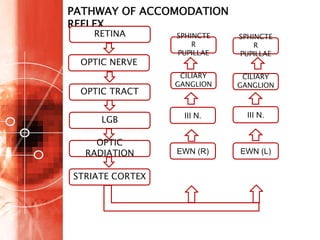 Pupillary and visual pathway | PPTX