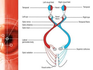 Pupillary and visual pathway | PPTX