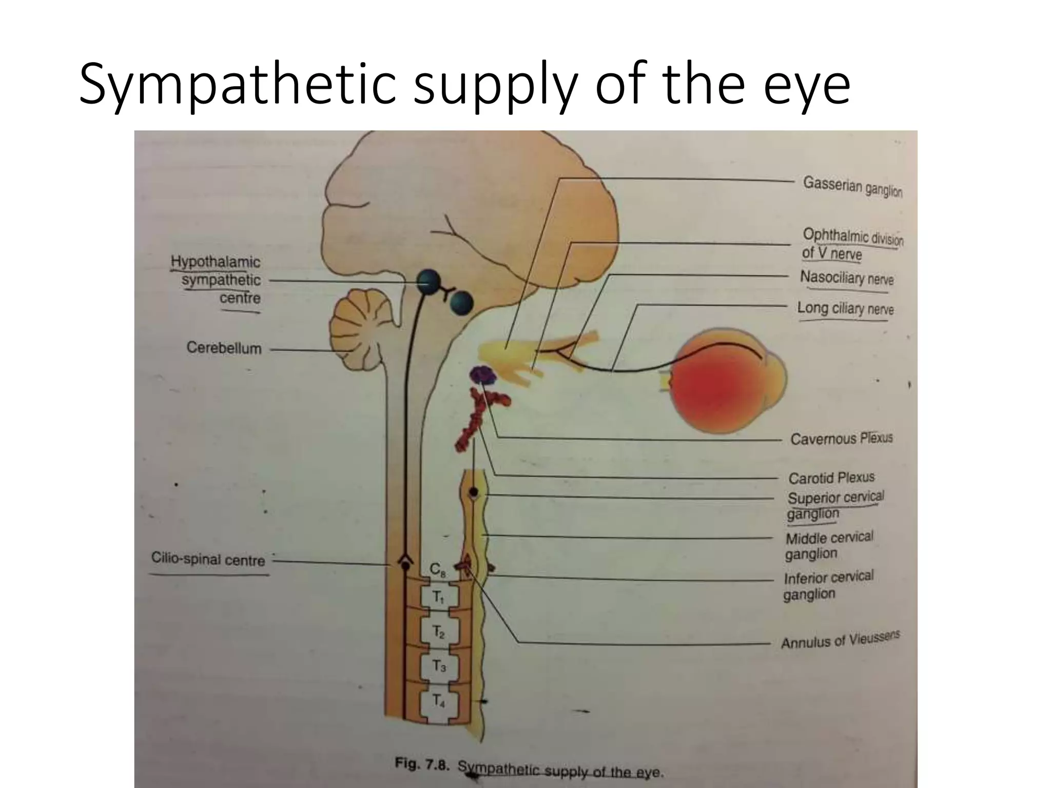 Sympathetic supply of the eye
 