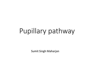 Pupillary pathway
Sumit Singh Maharjan
 