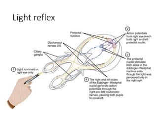 Light reflex
 