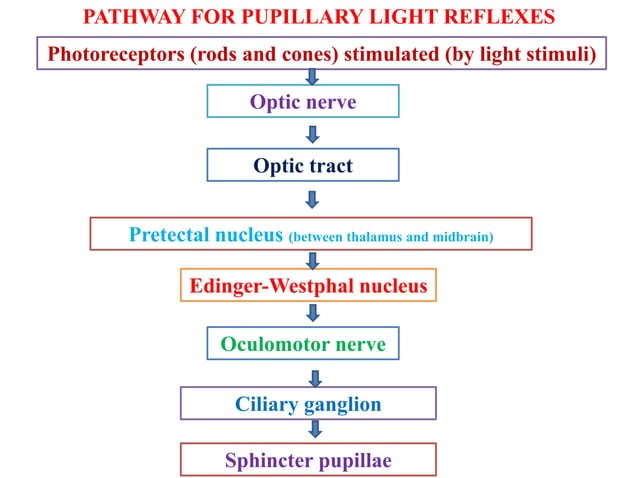 PUPILLARY REFLEXES.pptx
