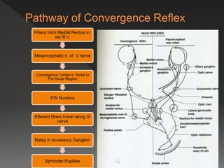 Fibers form Medial Rectus m.
via III n.
Mesencephalic n. of V nerve
Convergence Center in Tectal or
Pre Tectal Region
EW Nucleus
Efferent fibers travel along III
nerve
Relay in Accessory Ganglion
Sphincter Pupillae
 