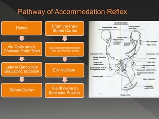 Retina
Via Optic nerve,
Chaisma Optic Tract
Lateral Geniculate
Body,optic radiation
Striate Cortex
From the Para
Striate Cortex
Via Occipitomesencephalic
Tract and Pontine center
EW Nucleus
Via III nerve to
Sphincter Pupillae
 