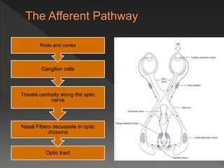 Optic tract
Nasal Fibers decussate in optic
chiasma
Travels centrally along the optic
nerve
Ganglion cells
Rods and cones
 