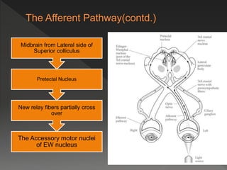 The Accessory motor nuclei
of EW nucleus
New relay fibers partially cross
over
Pretectal Nucleus
Midbrain from Lateral side of
Superior colliculus
 