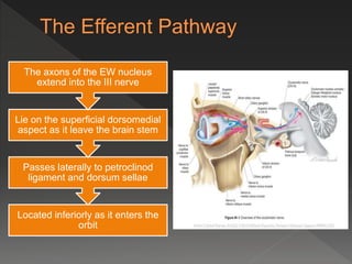 Located inferiorly as it enters the
orbit
Passes laterally to petroclinod
ligament and dorsum sellae
Lie on the superficial dorsomedial
aspect as it leave the brain stem
The axons of the EW nucleus
extend into the III nerve
 