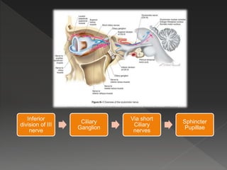 Inferior
division of III
nerve
Ciliary
Ganglion
Via short
Ciliary
nerves
Sphincter
Pupillae
 