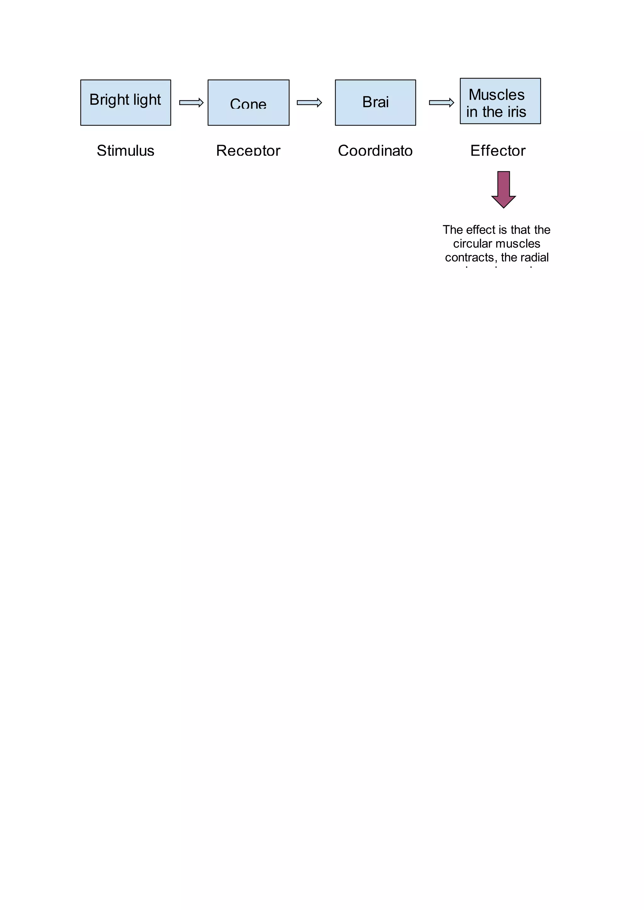 Ap Psychology: Demystifying The Pupil Reflex And Its Significance - z1a33k1
