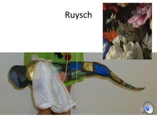 Ruysch
 