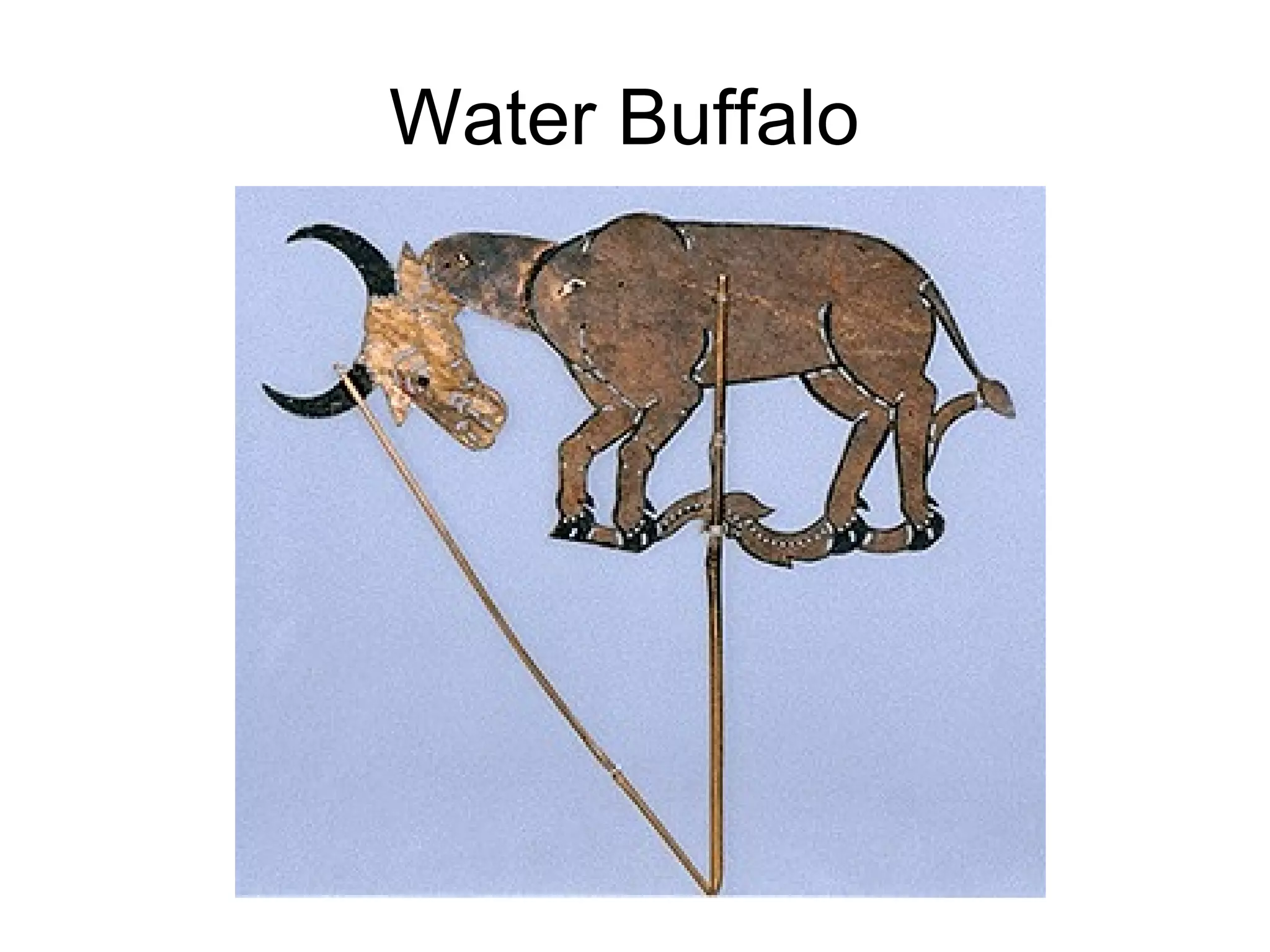Water Buffalo  