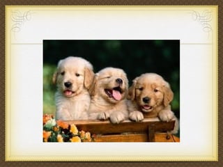 Puppies
