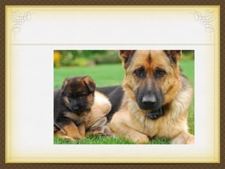 Puppies