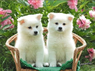 Puppies