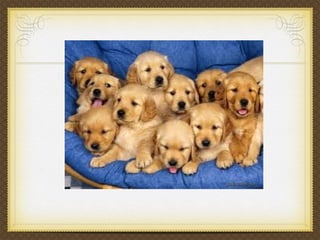 Puppies
