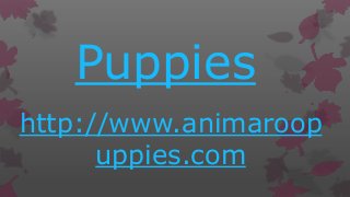 Puppies
http://www.animaroop
uppies.com
 