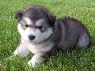 Rodrigo Mariosa Linhares apresenta filhotinhos apaixonantes