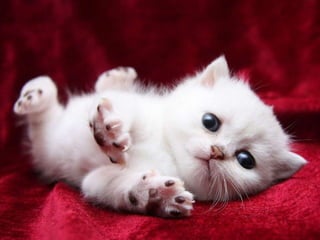 Rodrigo Mariosa Linhares apresenta filhotinhos apaixonantes