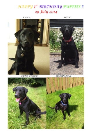 HAPPY 1st BIRTHDAY PUPPIES !! 
29 July 2014 
CASCA ASTER 
CUTiE WILLOW HARRIS MAX 
 