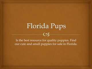 Is the best resource for quality puppies. Find
our cute and small puppies for sale in Florida.
 