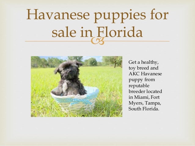 Puppies For Adoption In Florida
