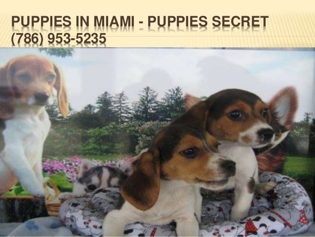 puppies for sale in miami fl puppies in miami fl puppies for sale in miami fl puppies in miami fl