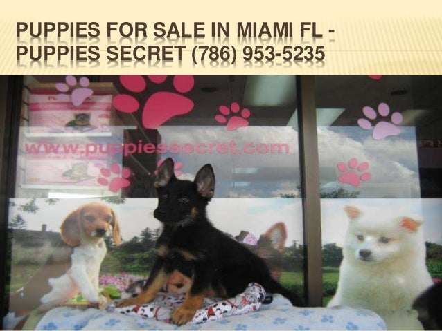 puppies for sale in miami fl puppies in miami fl puppies for sale in miami fl puppies in miami fl
