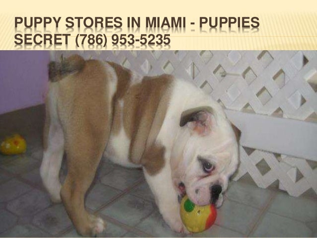 puppy stores in miami puppies in miami fl puppy stores in miami puppies in miami fl
